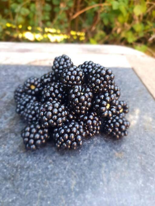 Nature Charm & Fruit Delights, Multi-Generation Celebratory Home -Try, Relax, Repeat - Sellindge 阿什弗德 外观 照片
